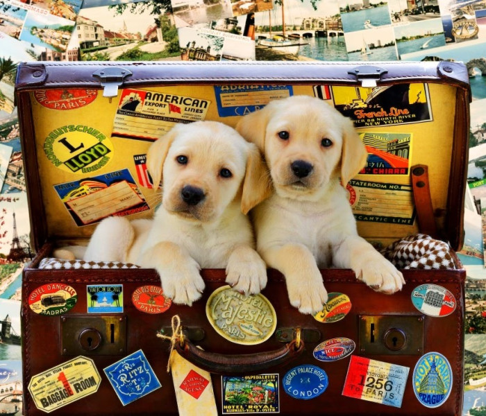 Puzzle - Bluebird - Doi mici călători