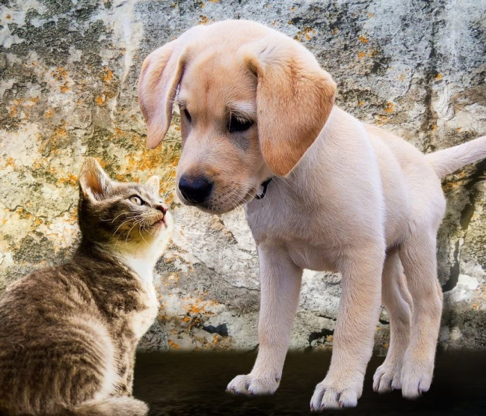 Puzzle - Bluebird - Pisicuță și cățeluș