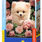 Puzzle - Castorland - Cățeluș Pomeranian printre trandafiri