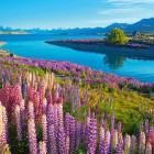 Puzzle - Castorland - Lacul Tekapo, Noua Zeelandă