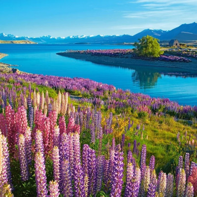 Lacul Tekapo, Noua Zeelandă