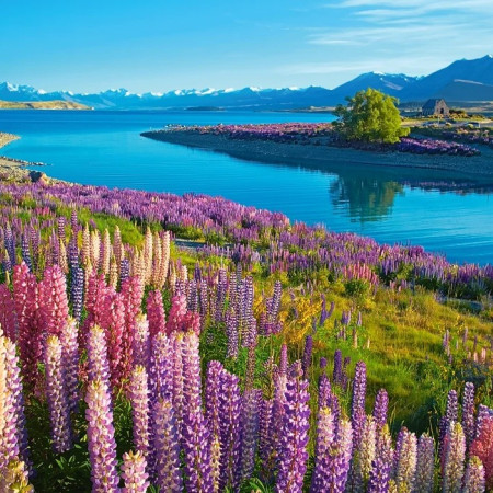 Lacul Tekapo, Noua Zeelandă