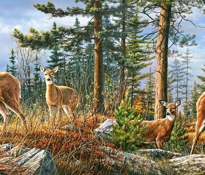 Puzzle - Castorland - Familie regală de cerbi