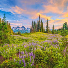 Puzzle - Castorland - Flori de dimineață