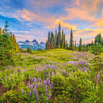 Flori de dimineață