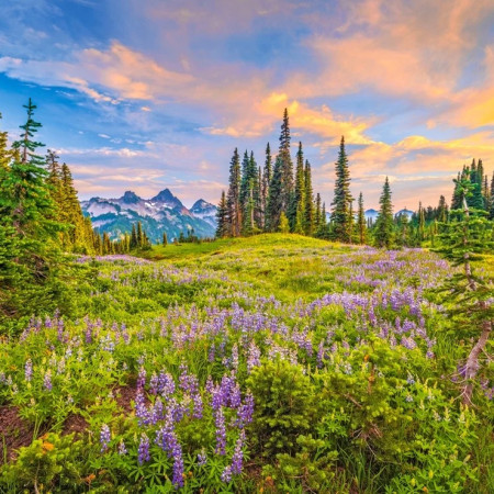 Flori de dimineață