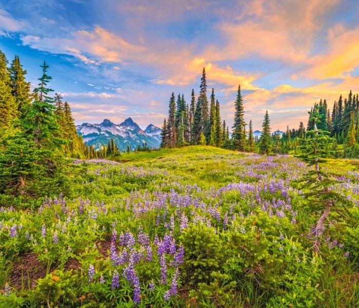 Puzzle - Castorland - Flori de dimineață