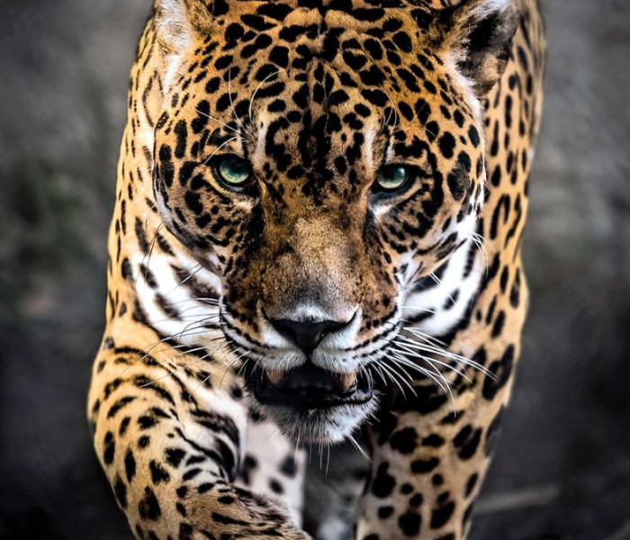 Puzzle - Clementoni - Jaguar în mers