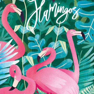Flamingo