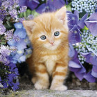 Puzzle - Clementoni - Pisicuță roșcată printre flori