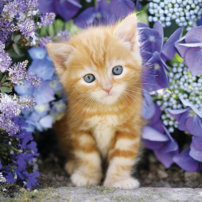 Pisicuță roșcată printre flori