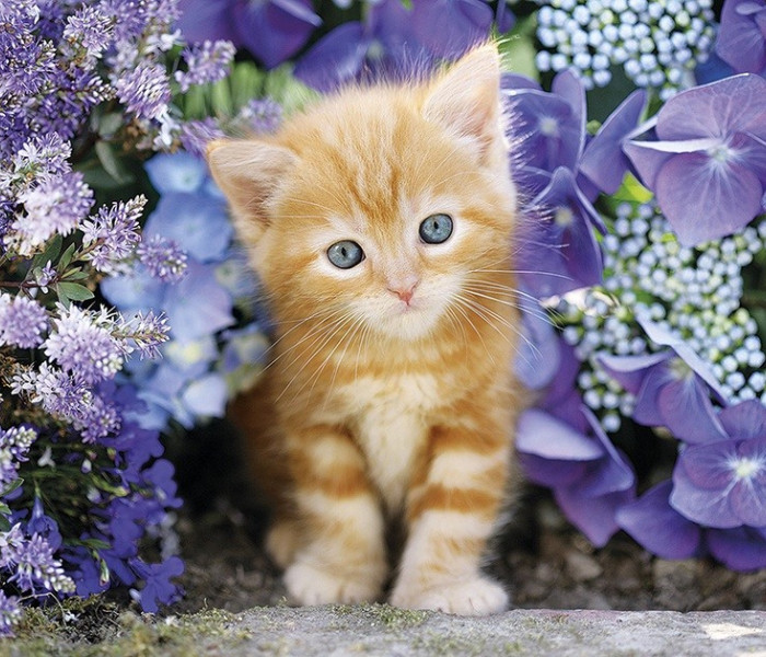 Puzzle - Clementoni - Pisicuță roșcată printre flori