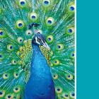 Puzzle - Clementoni - Păun turcoaz