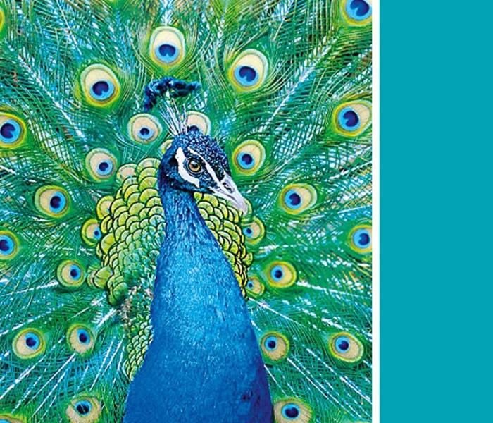 Puzzle - Clementoni - Păun turcoaz