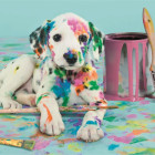 Puzzle - Clementoni - Dalmatin amuzant