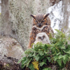 Puzzle - Cobble Hill - Bufniță mare