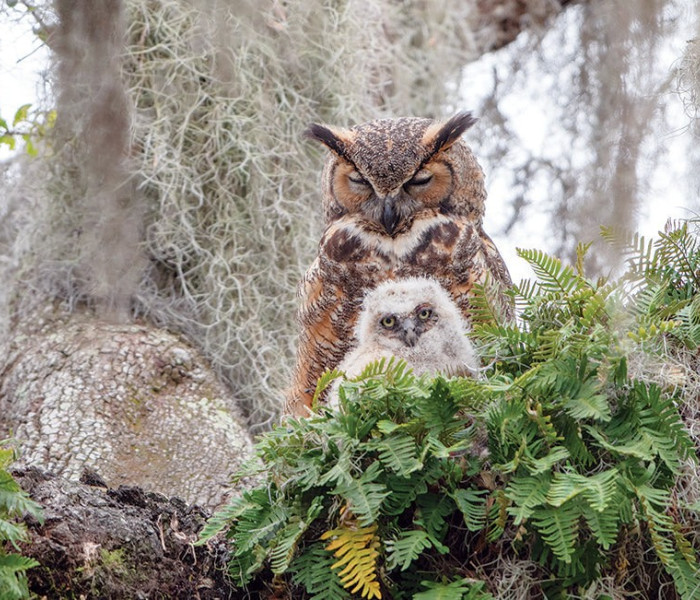 Puzzle - Cobble Hill - Bufniță mare
