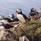 Puzzle - Cobble Hill - Zi clară