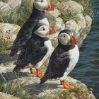 Puzzle - Cobble Hill - Papagal de puffin - Puzzle XXL