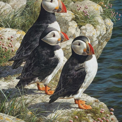 Papagal de puffin - Puzzle XXL