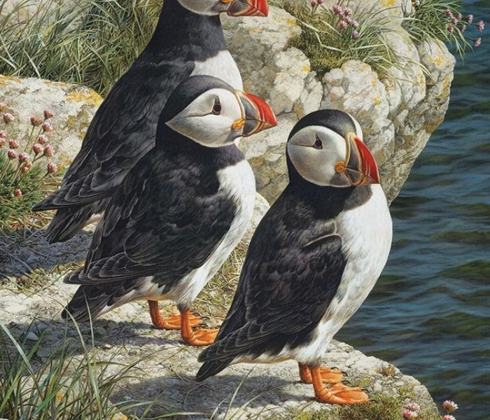 Puzzle - Cobble Hill - Papagal de puffin - Puzzle XXL