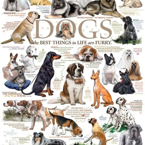 Citate canine