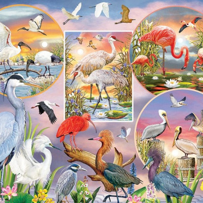 Păsări acvatice fermecătoare