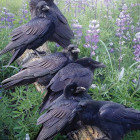 Puzzle - Cobble Hill - Întâlnire de corbi