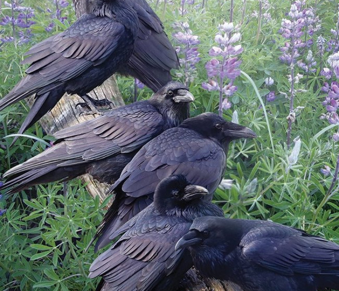 Puzzle - Cobble Hill - Întâlnire de corbi