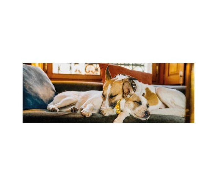 Puzzle - Dino - Gump pe canapea