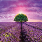 Puzzle - Dino - Câmp de lavandă