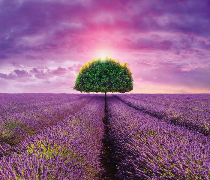 Puzzle - Dino - Câmp de lavandă