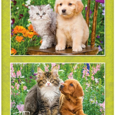 Cățeluș și pisicuță în grădină