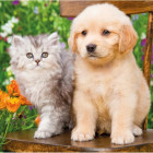 Puzzle - Dino - Cățeluș și pisicuță în grădină