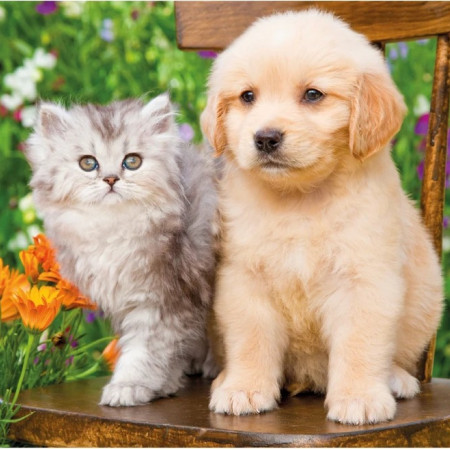 Cățeluș și pisicuță în grădină