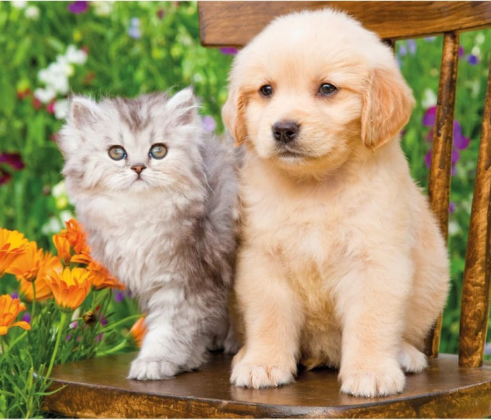 Puzzle - Dino - Cățeluș și pisicuță în grădină