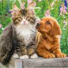 Puzzle - Dino - Cățeluș și pisicuță în grădină