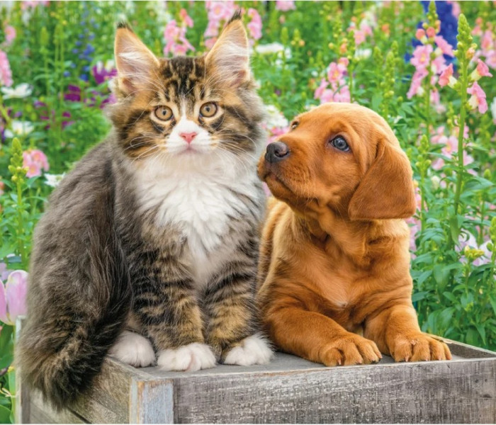 Puzzle - Dino - Cățeluș și pisicuță în grădină