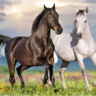 Puzzle - Dino - Cai îndrăgostiți