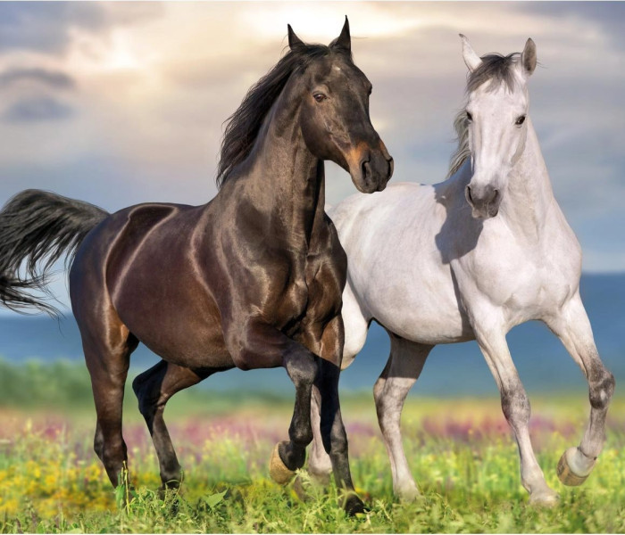 Puzzle - Dino - Cai îndrăgostiți