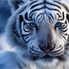 Puzzle - Dino - Tigru alb