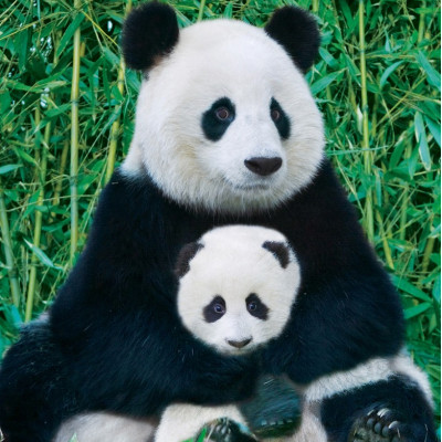 Ursul panda și puiul