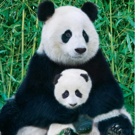 Ursul panda și puiul