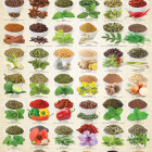 Puzzle - Eurographics - Plante aromatice și mirodenii