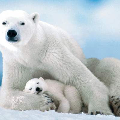 Urs polar