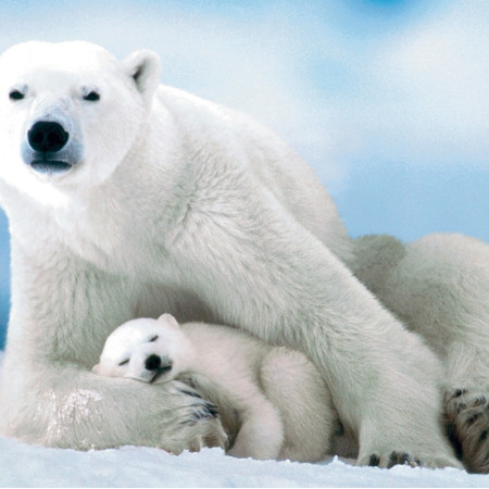 Urs polar