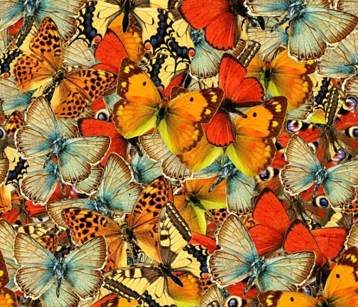 Puzzle - Grafika - Stol de fluturi