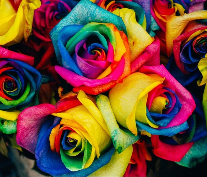 Puzzle - Grafika - Trandafiri