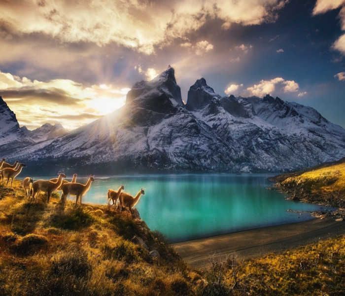 Puzzle - Heye - Guanaco