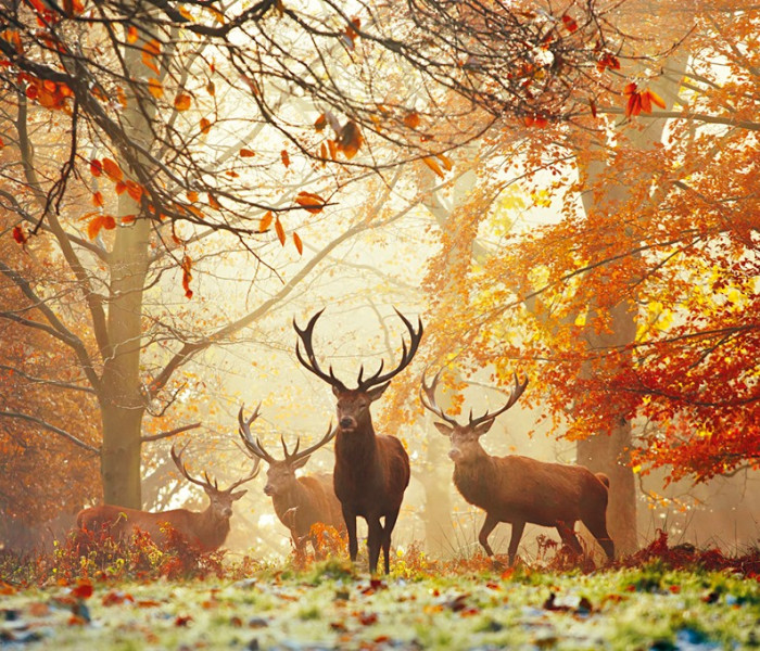 Puzzle - Heye - Căprioare